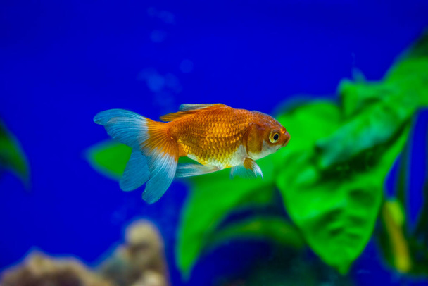 Goldfish in aquarium - carassius auratus - Foto, Imagen