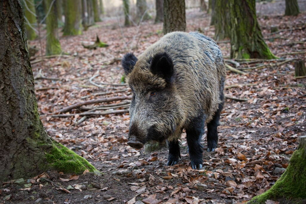 Sus scrofa. A Cseh Köztársaság vad természete. Szabad természet. Egy állat képe a természetben. Gyönyörű kép. Állatok az erdőben. Mély erdő. Rejtélyes Erdő. Vad. Az állatvilágból. Vaddisznó, Sus scrofa, fut a füves réten.  - Fotó, kép