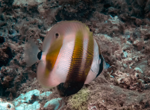 An Orange-banded Coralfish (Coradion chrysozonus) - Photo, Image