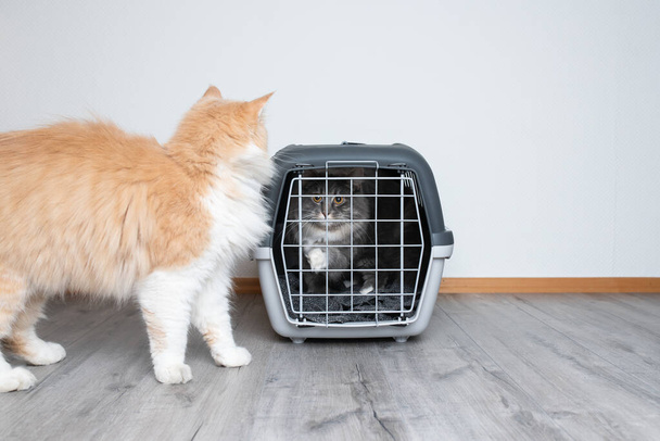 gato dentro de caja de transporte y otro gato fuera viendo - Foto, Imagen