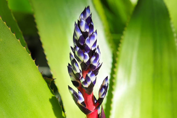 A flower blossom spear opening on a del mar aechmea. - Photo, Image