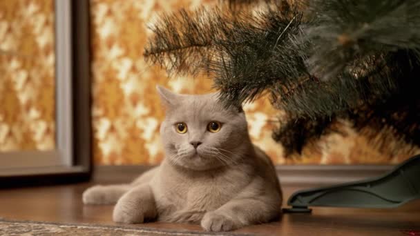 Gato de raça pura britânico cinza engraçado com olhos verdes, sentado sob a árvore de Natal - Filmagem, Vídeo
