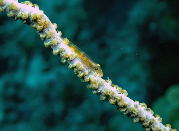Gobie fouettée du corail (Bryaninops yongei)) - Photo, image