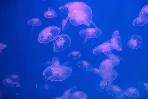 группа Aurelia aurita под водой (лунная медуза, медуза, обыкновенная медуза или блюдце-медуза). Фауна моря, океан. - Фото, изображение