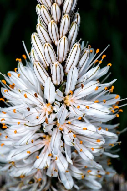 White Asphodel (Asphodelus albus) Flowers - Photo, Image