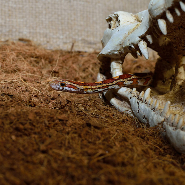 serpiente de maíz en el cráneo en el fondo del suelo - Foto, Imagen
