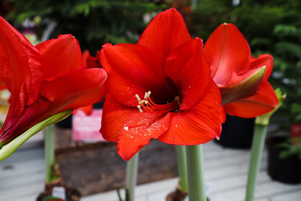 Red amaryllis flower heads in full bloom. - Photo, Image