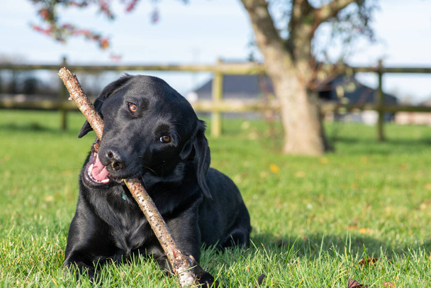 Retrato de un lindo Labrador negro jugando con un palo en el jardín - Foto, imagen