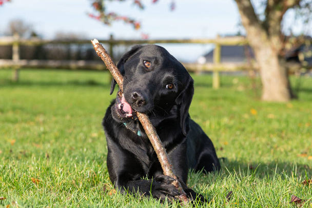 Porträt eines niedlichen schwarzen Labradors, der mit einem Stock im Garten spielt - Foto, Bild