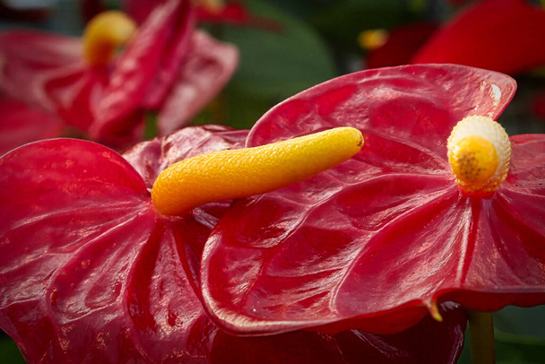 The side maco view of a yellow spadix on a flamingo plant. - Photo, Image