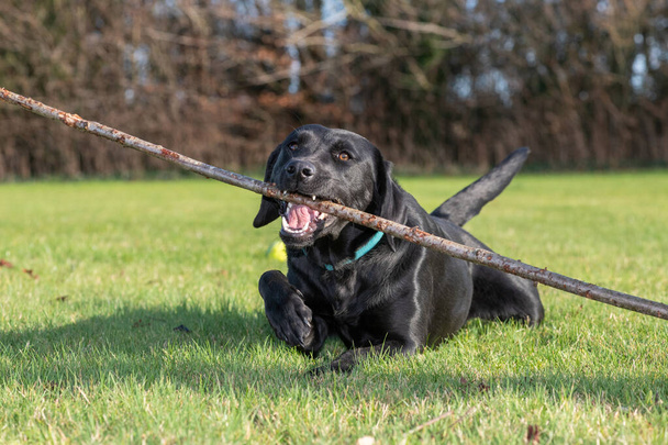 Porträt eines niedlichen schwarzen Labradors, der mit einem Stock im Garten spielt - Foto, Bild
