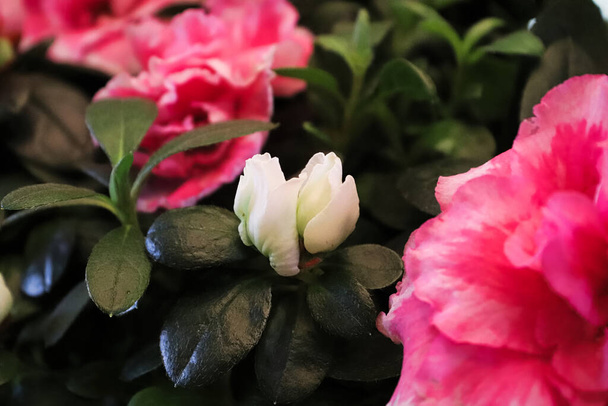 Δύο λευκά μπουμπούκια λουλουδιών αζαλέας ανάμεσα σε ροζ λουλούδια. - Φωτογραφία, εικόνα