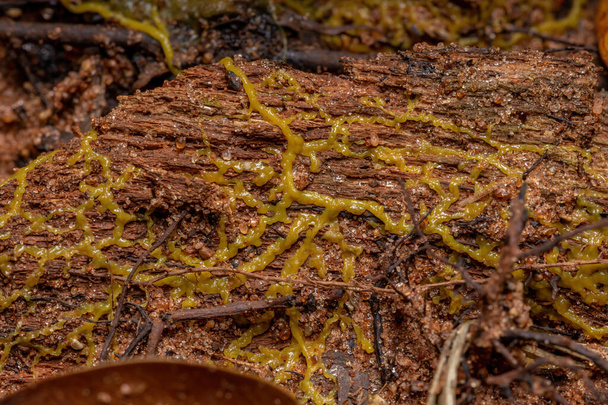 Plásmido del limo de muchas cabezas de la especie Physarum polycephalum extendido sobre la raíz de un árbol - Foto, imagen