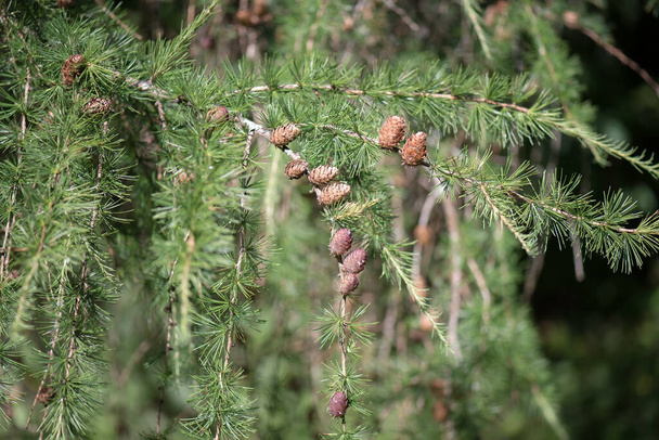 Árbol de los arcos son coníferas del género Larix. Una rama de un árbol con conos maduros. - Foto, Imagen
