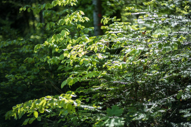 Forest greenery. Summer forest. Branches of deciduous and coniferous trees. - Foto, Bild