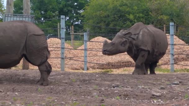 Ινδοί ρινόκεροι λύνουν τα πράγματα, σύγκρουση ρινόκερου σε ένα πάρκο σαφάρι, κοντινό πλάνο, 4K - Πλάνα, βίντεο