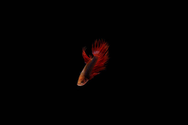 Red Betta, Cupang, Siamese Fighting fish, Serit or Crowntail, na czarnym tle - Zdjęcie, obraz