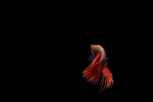 Betta roja, Cupang, Siamese Peces de lucha, Serit o Crowntail, en el fondo negro - Foto, imagen