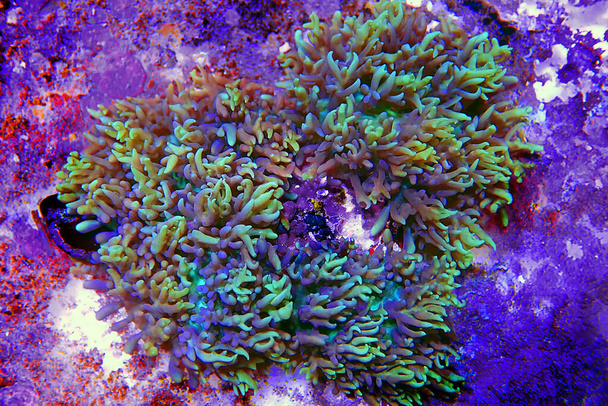 Πολύχρωμο Rhodactis αποικία των μαλακών κοραλλιών μανιταριών - Φωτογραφία, εικόνα