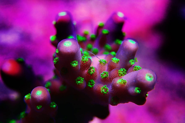 Garf Bonsai Acropora - Cuerpo púrpura con pólipos verdes Acropora SPS coral - Foto, imagen