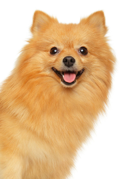 Close-up of a happy German Spitz dog isolated on a white background - Valokuva, kuva