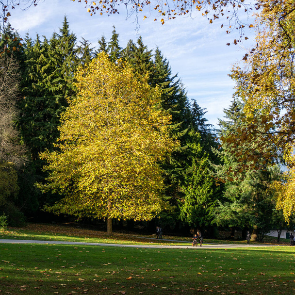 VANCOUVER, CANADA - OCTOBER 27, 2019: yellow autumn tree in Stanley park. - Foto, imagen