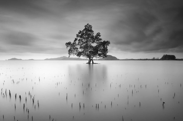 samotne drzewo w turkusowej wodzie - Zdjęcie, obraz