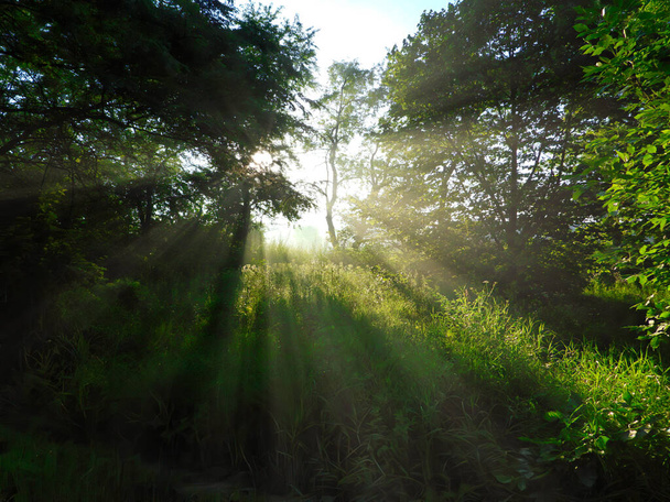 Nascer do sol na floresta com o sol brilhando através das árvores em Clearing com raios de sol chegando e iluminando árvores verdes, plantas e grama em uma bela manhã de verão ao amanhecer - Foto, Imagem