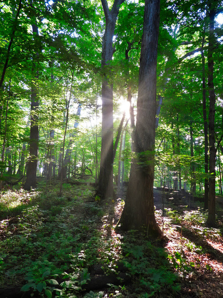 Wooded Forest Krajobraz Widok z porannym wschodem słońca i promienie słońca świecące przez drzewa Wyświetlanie żywych zielonych liści drzew, Pokrywa ziemi, spokojna i spokojna scena - Zdjęcie, obraz