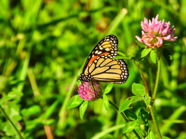 Papillon monarque assis et mange une fleur rose chaud montrant sous son aile de jaune vif avec contour noir et taches blanches avec feuillage vert en arrière-plan macro - Photo, image