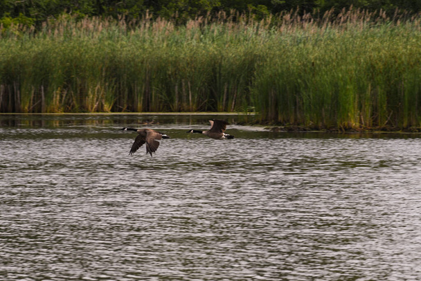 Δύο Canadian Geese Flying, το ένα μετά το άλλο, αλλά με διαφορετικές κατευθύνσεις πτερύγιο - Φωτογραφία, εικόνα