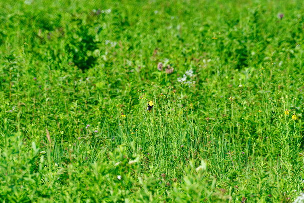 Samotny amerykański Goldfinch Bird wisi na łodydze zielonej rośliny na prerii pokazując swoje żółte i czarne pióra w piękny letni dzień w pięknym krajobrazie łąki - Zdjęcie, obraz