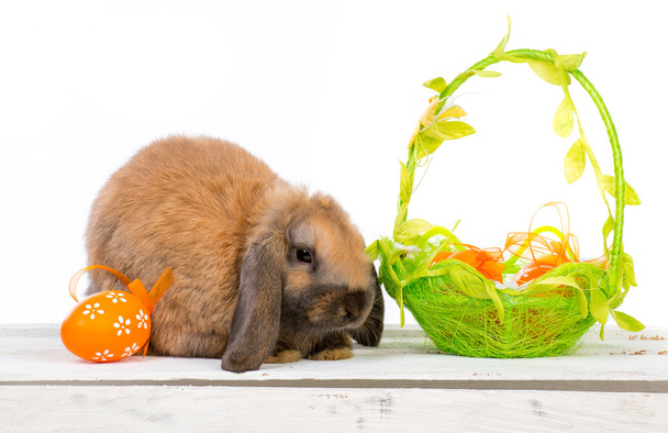 Easter bunny with basket - Фото, зображення