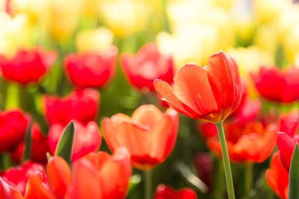 czerwony tulipan kwiat kwiat - Zdjęcie, obraz