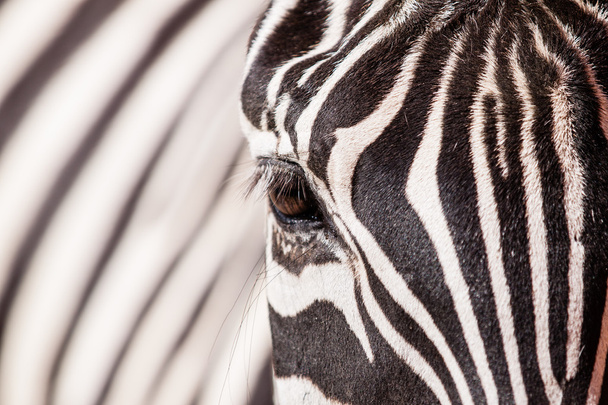 Zebra portrait - Photo, Image