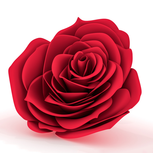 Vue de face d'une rose rouge
 - Photo, image