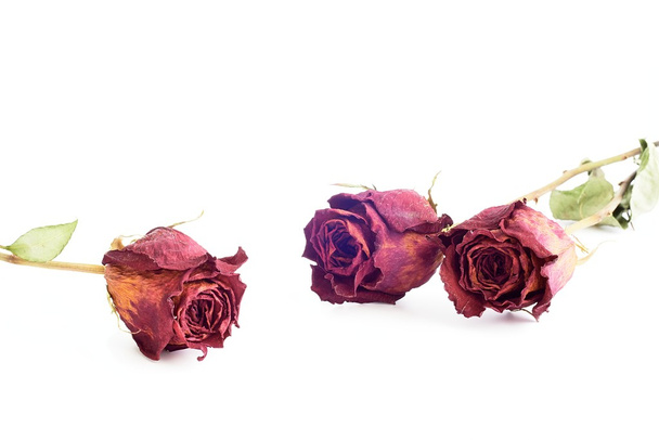 Rosas secas
 - Foto, Imagen