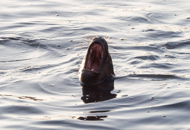South American sea lion with mouth wide open in sea ocean water of harbour port of Antofagasta Chile - Photo, Image