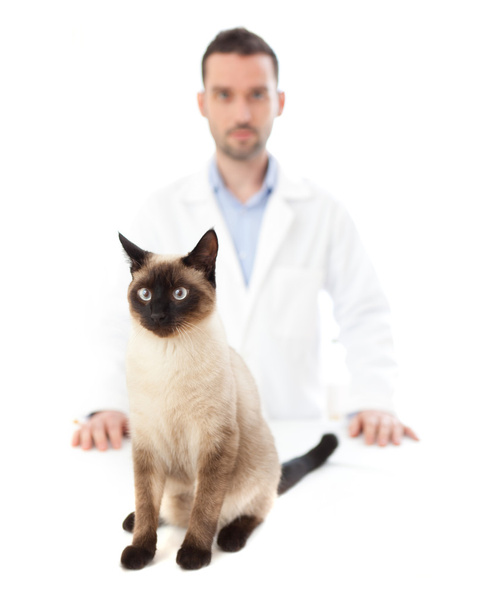 Young veterinary surgeon with a siamese cat  - Фото, зображення