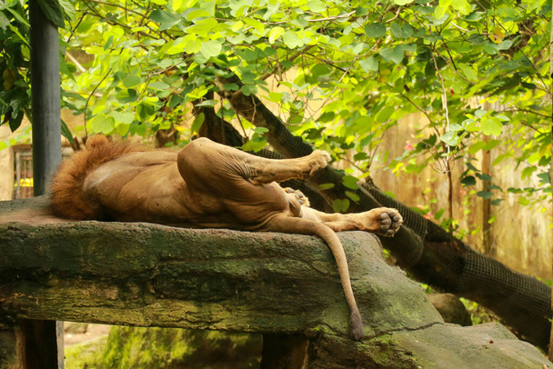 Το αρσενικό λιοντάρι κοιμάται σε ένα μεγάλο βράχο. Πορτραίτο του Βασιλιά των Λιονταριών, ξαπλωμένο στην πλάτη του στον βράχο στον πρωινό ήλιο, απλώνοντας τα πόδια του στον αέρα και απολαμβάνοντας τη ζεστασιά - Φωτογραφία, εικόνα