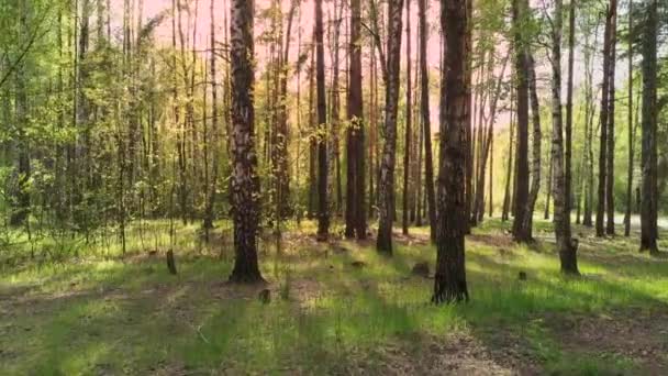 Πρωινή ομίχλη στο δάσος, όμορφο καλοκαίρι φυσικό τοπίο - Πλάνα, βίντεο