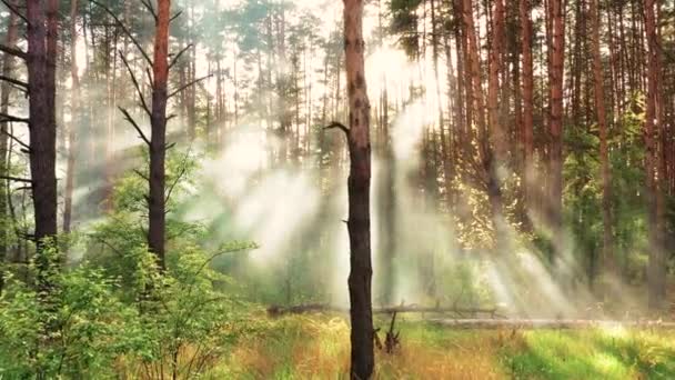 Утренний туман в лесу, красивый летний природный ландшафт - Кадры, видео