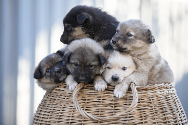 Leuke pluizige puppies zitten in een rieten mandje. - Foto, afbeelding
