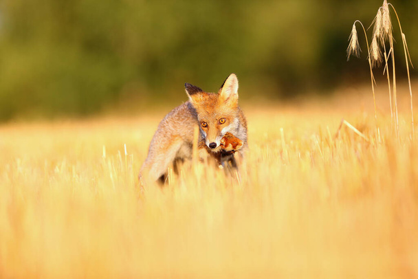 Red fox (Vulpes vulpes) on freshly mown stubble with caught rodent. Red fox with prey in teeth. Fox with hunted hamster. - Photo, Image