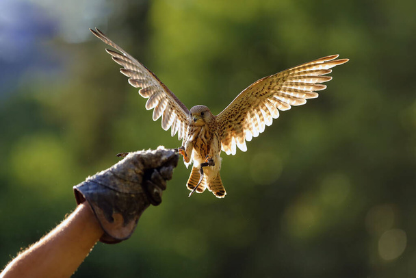 The common kestrel (Falco tinnunculus) or European or Eurasian kestrel flying in backlight. Female kestrel with a falconer. Falconer's hand ready for the landing of a bird of prey. - Photo, Image