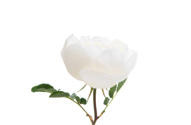 rosa blanca aislada sobre fondo blanco - Foto, imagen
