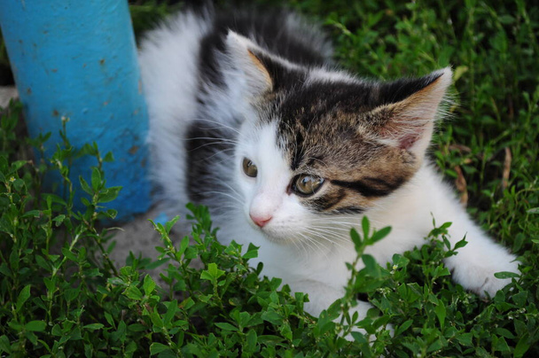 Fehér foltos cica vadászat és bujkál zöld fű - Fotó, kép