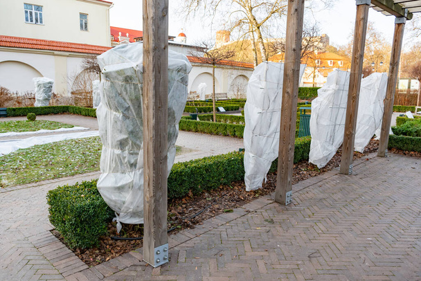 Plants and trees in a park or garden covered with blanket, swath of burlap, frost protection bags or roll of fabric to protect them from frost, freeze and cold temperature in winter - Photo, Image