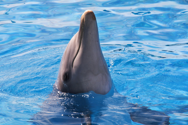 Um golfinho saltador em água azul
 - Foto, Imagem