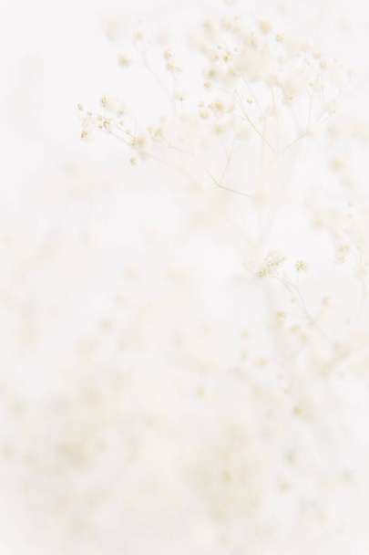 Floral natural background of dry gypsophila on a white background. Art photo of a plant. The concept of minimalism. Space for text - 写真・画像